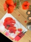 Preview: Tischset Platzset abwaschbar Klatschmohn von ARTIPICS